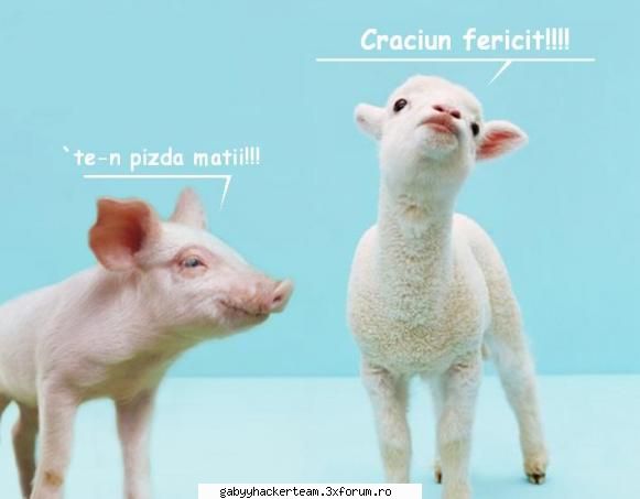 craciun fericit - craciun fericit - Funny